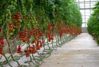 care for tomatoes after planting in the greenhouse