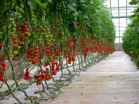 care for tomatoes after planting in the greenhouse