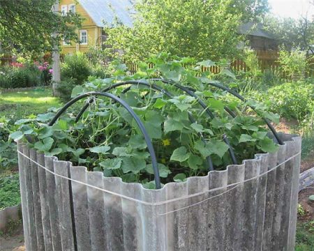 growing cucumbers