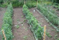 planting tomato seedlings in open ground