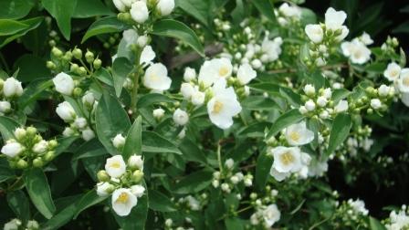 jasmine