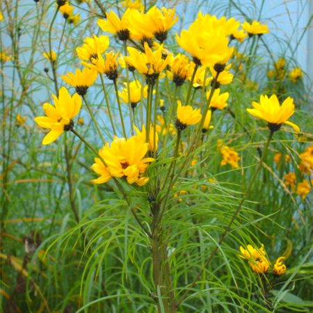 Sunflower loosestrife