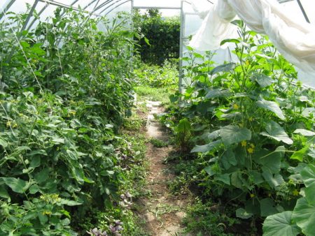 growing peppers and cucumbers in one greenhouse