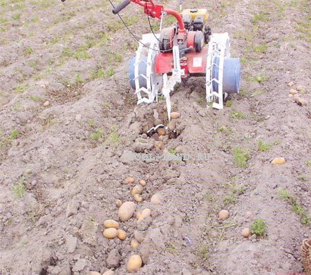 how to plant potatoes on a plot