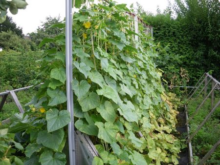 about the date of landing of cucumbers