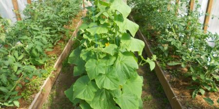 one greenhouse for cucumbers and tomatoes