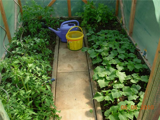 peppers and tomatoes in one greenhouse