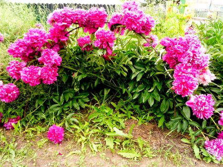 peonies in the country