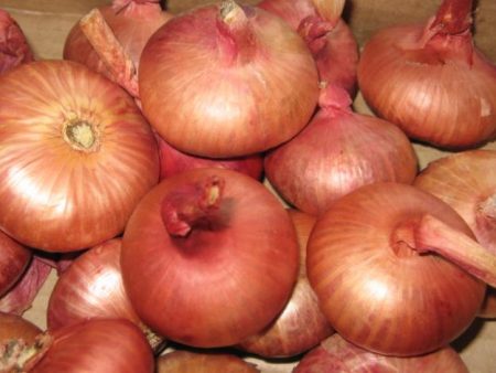 preparing the onion for planting