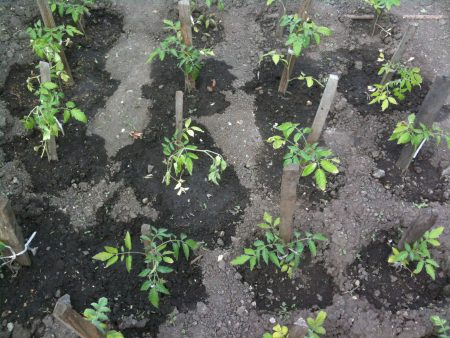feeding seedlings after a dive