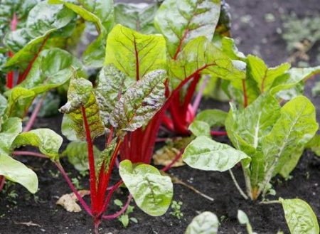 planting beets with seeds