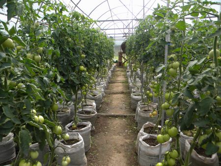greenhouse tomato care