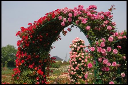 rose arch