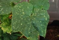 cucumber diseases in the greenhouse