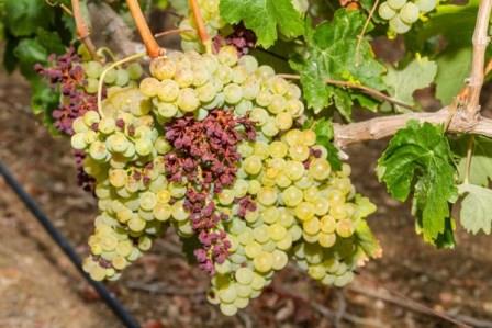 grape diseases photo than to treat