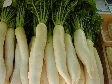 radish daikon
