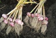 when to dig garlic