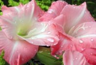 lilies bloomed what to do next