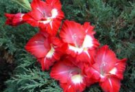 gladiolus bulbs dried up what to do