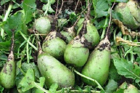 Margelan radish