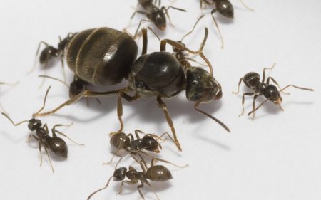 ant uterus