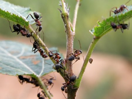 ants in the trees