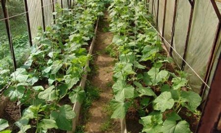 cucumbers in the greenhouse
