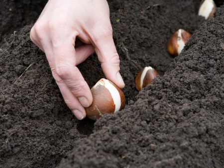 transplant lilies