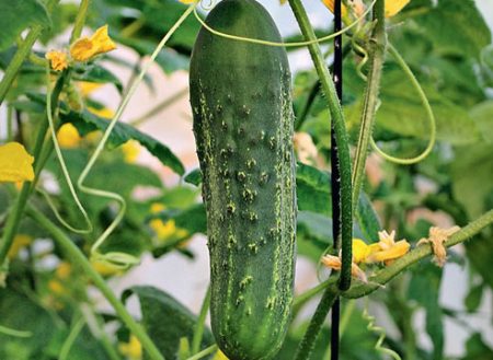 fruits of cucumbers