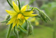 Tomatoes are blooming. and there is no ovary what to do