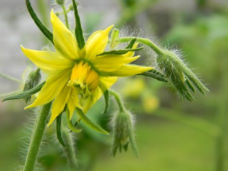 Tomatoes are blooming. and no ovary what to do