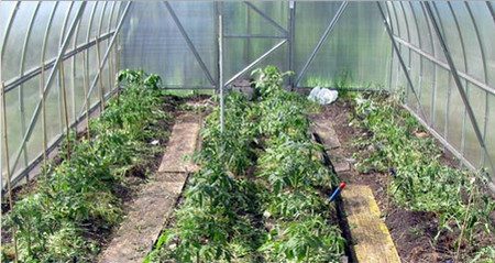tomatoes in the greenhouse
