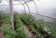 tomatoes in a polycarbonate greenhouse