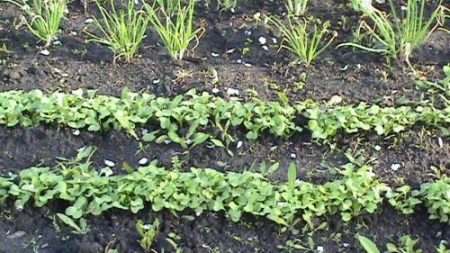 radish planting