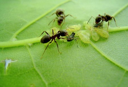 aphid
