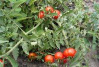 undersized tomatoes without pinching