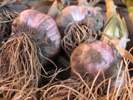 garlic harvest