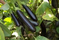 growing eggplant in a polycarbonate greenhouse