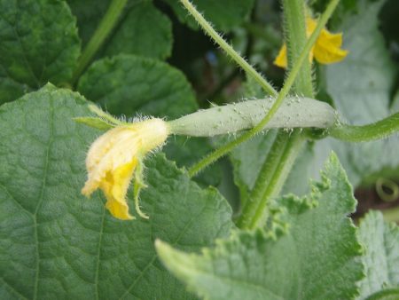 if cucumbers do not grow
