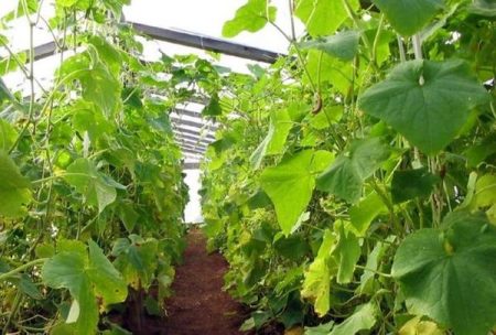 how to care for cucumbers