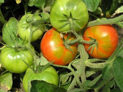 how to care for tomatoes in a greenhouse