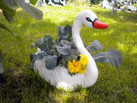 old putty swan