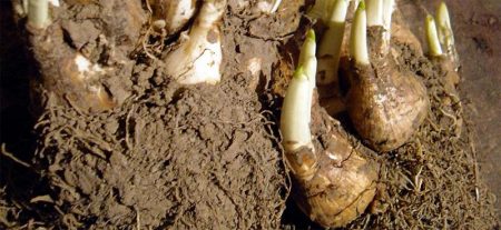 crocus bulbs