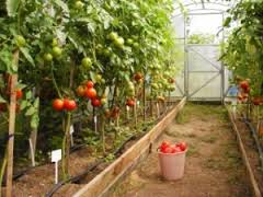 tomatoes in the greenhouse