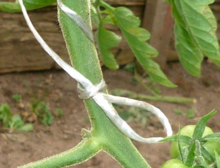proper care of greenhouse tomatoes