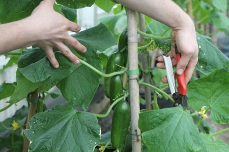 pre-harvest cucumber care