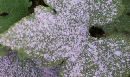 powdery mildew