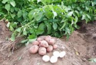 potato disease