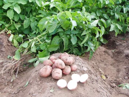 potato disease