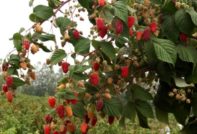 bolest maline